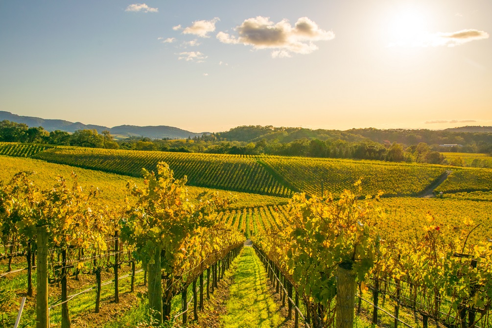 Vineyard in Napa Valley California