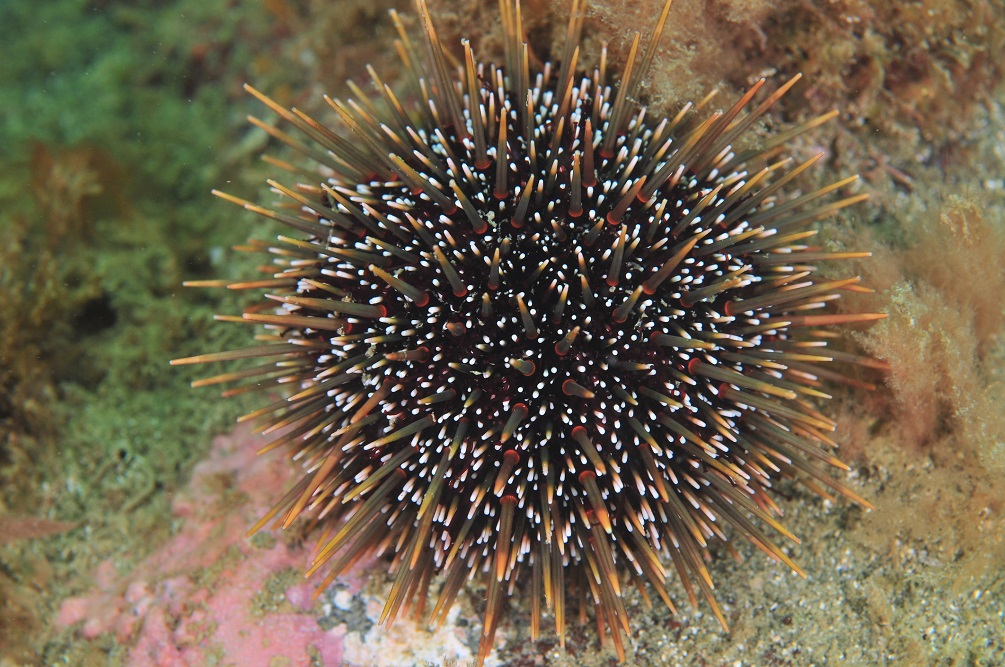 Common sea urchin