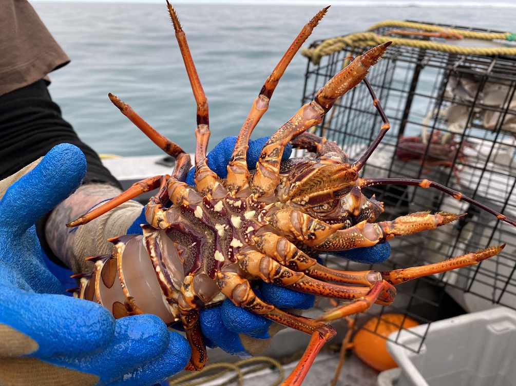 Crayfish up close