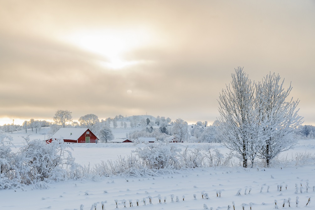 Farm in a rural winter landscape with snow and frost