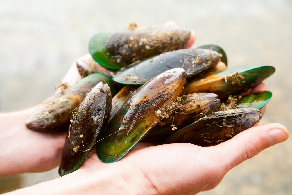 Greenshell mussels