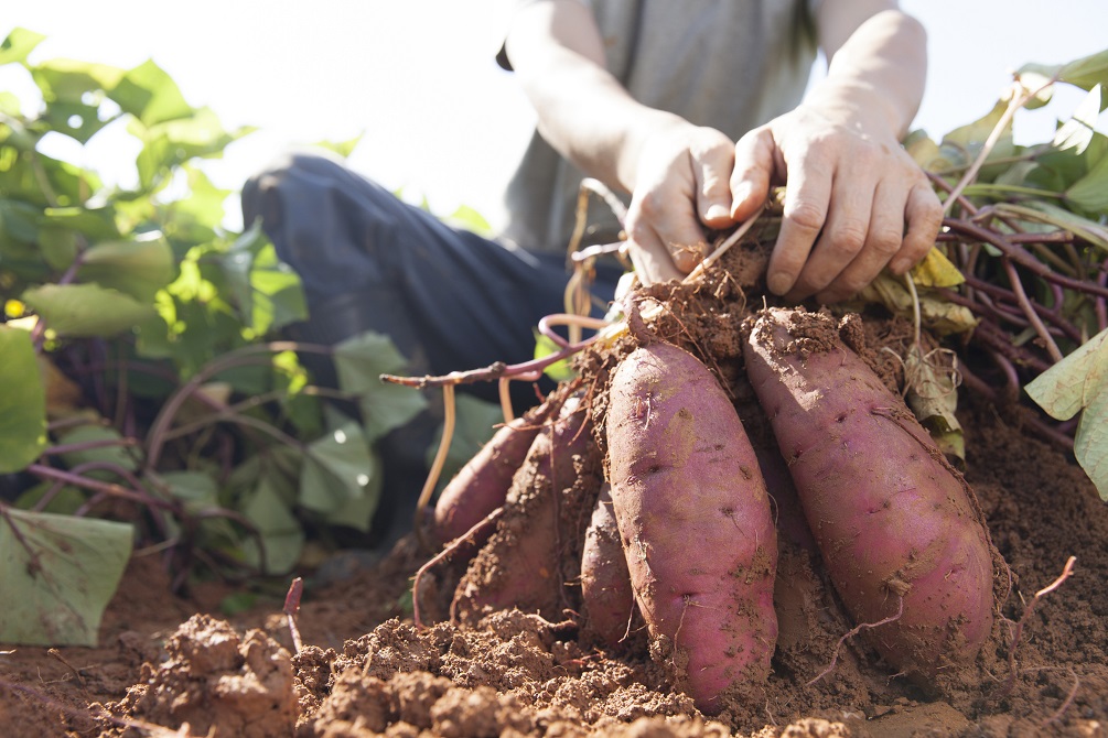 Harvesting sweet potatoes