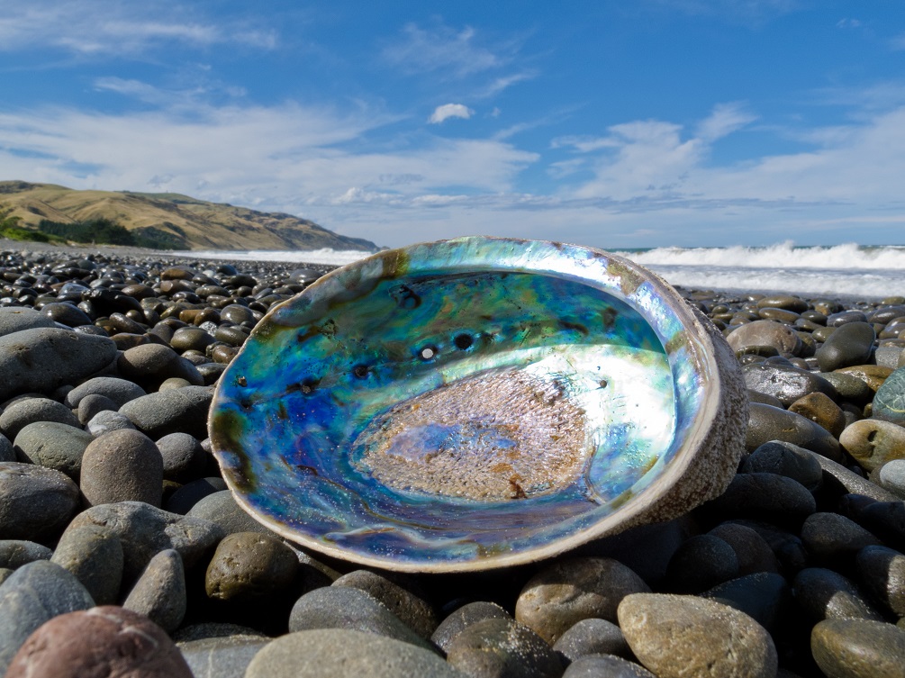 Paua shell, Abalone