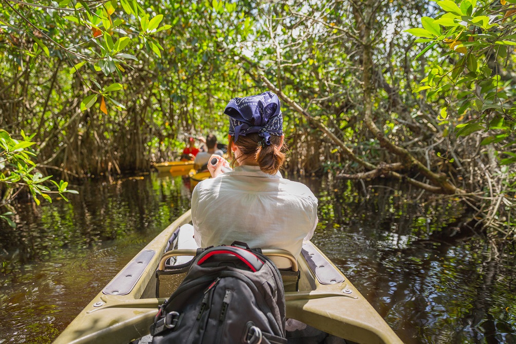 Tourist kayaking in mangrove forest in Everglades Florida, USA