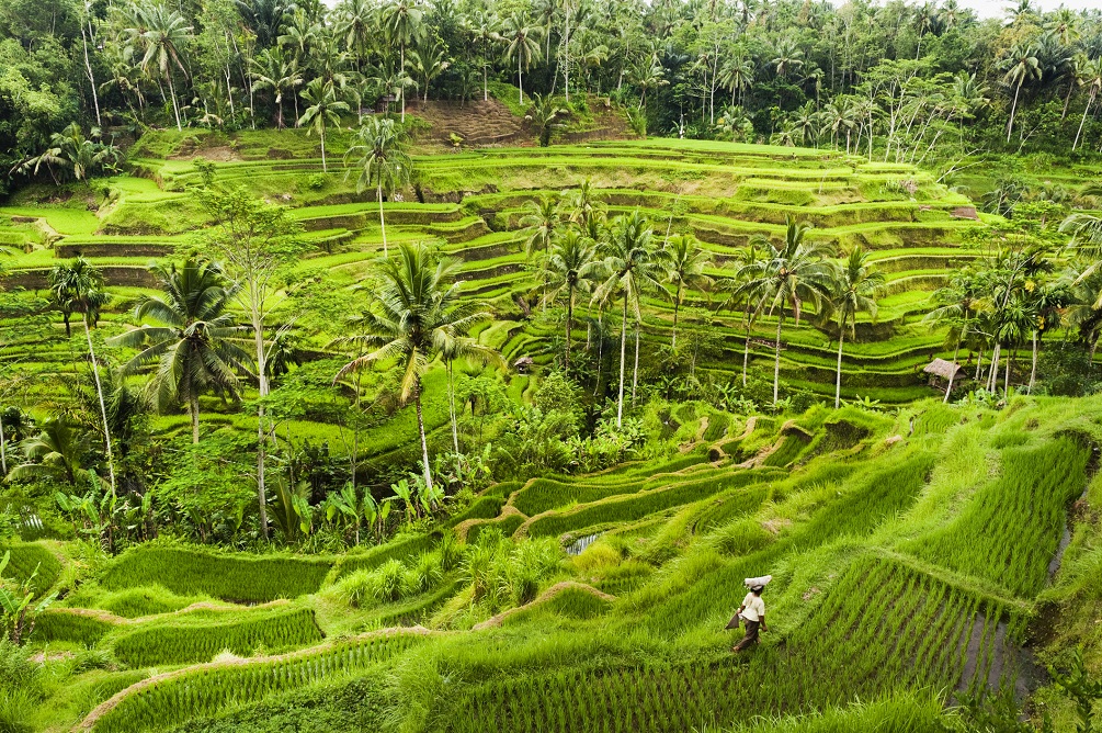 Tegalalang Rice Terrace