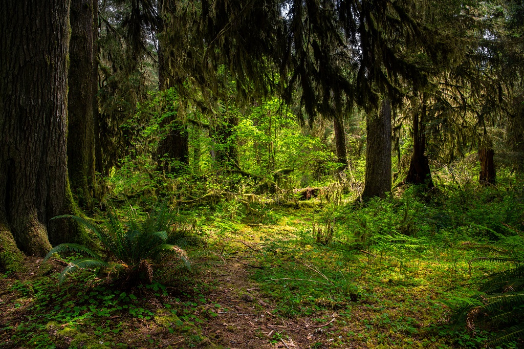 Hoh Rainforest