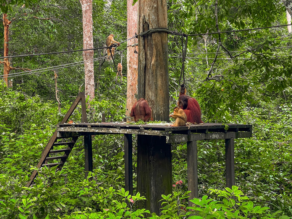 Sepilok Orangutan Rehabilitation Centre