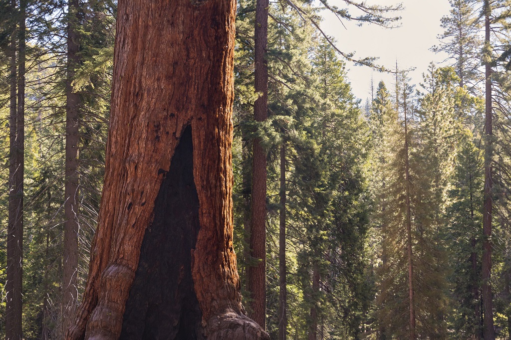 Giant Sequoias Forest. Sequoia National Park in California Sierra Nevada Mountains, United States. Classic view of famous giant sequoia trees, also known as giant redwoods or Sierra redwoods.