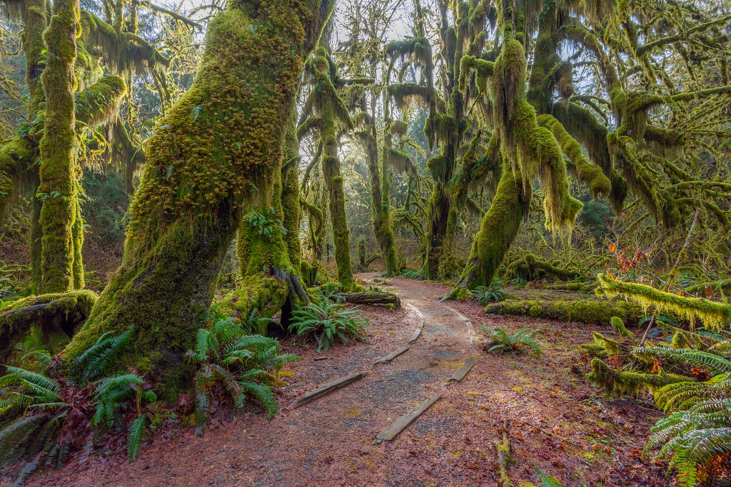 Hoh Rain Forest