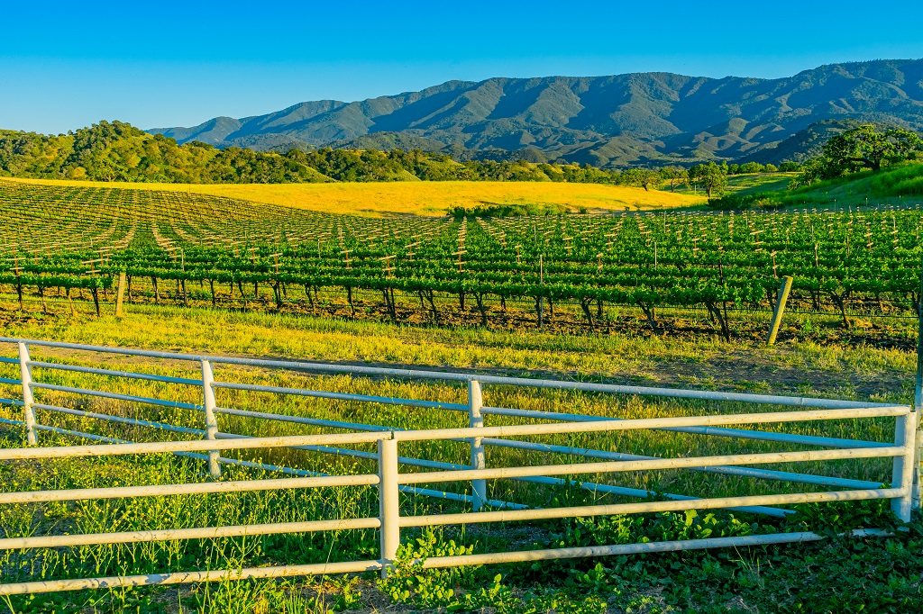 Santa Barbara's valleys are filled with vineyards and oak trees.