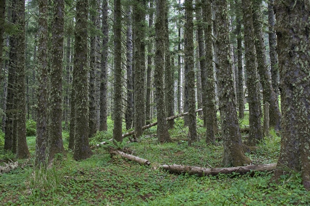 Forest Undergrowth near Tillamook, Oregon.