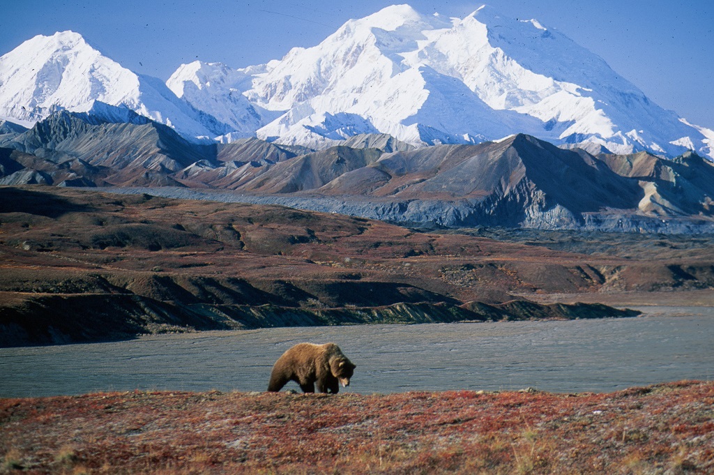 Grizzly bear in front of Mt McKinley