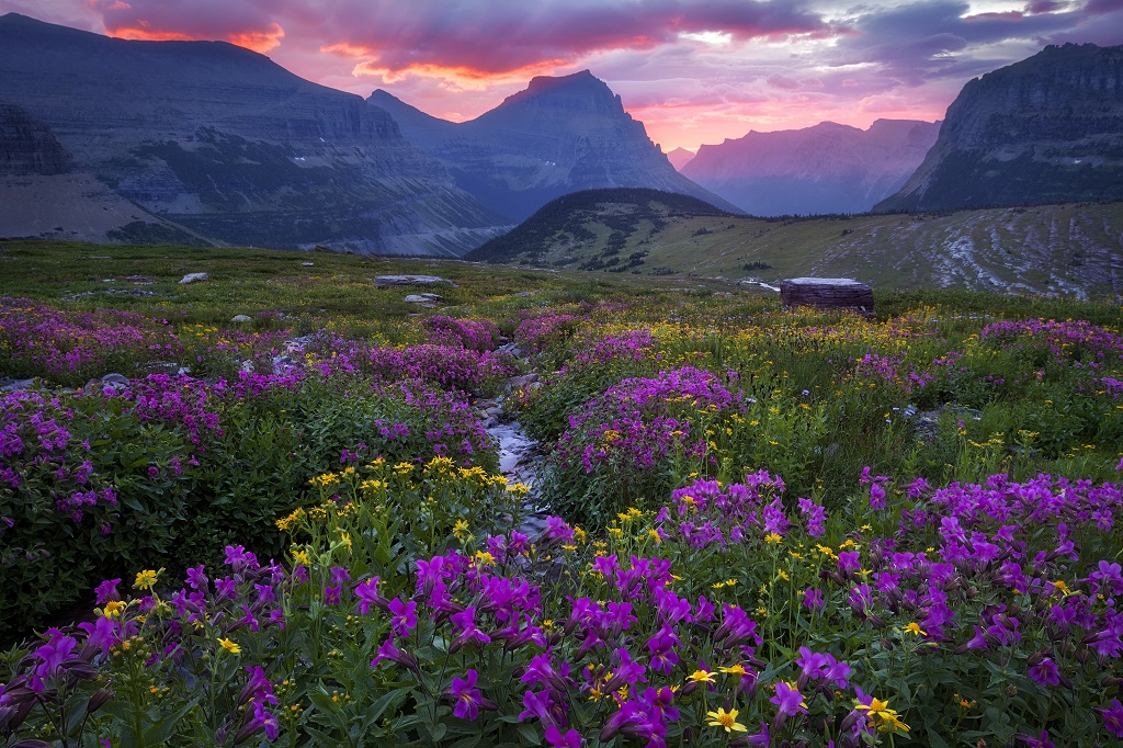 Glacier National Park - Meadow In Bloom Going To The Sun