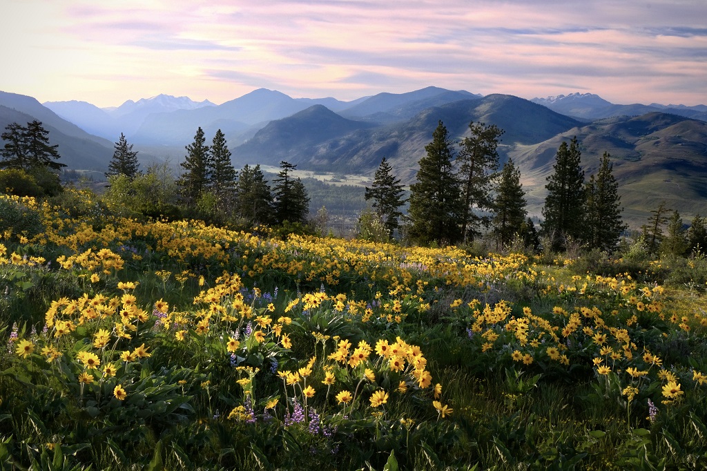 Anica flowers in meadows by snowcapped mountains.